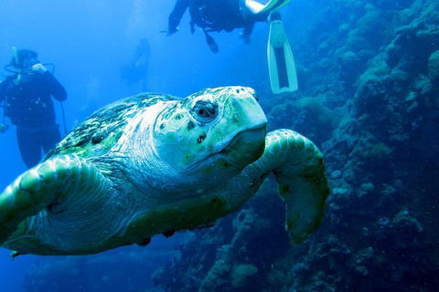 Scuba Dive The S.S. Yongala Wreck On The Great Barrier Reef. - Northern Rivers Accommodation 0