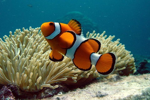 Cairns Reef And Rainforest Combo: Daintree Rainforest And The Great Barrier Reef - Northern Rivers Accommodation 8