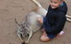 Gold Coast Attraction Pass Including Currumbin Wildlife Sanctuary And Paradise Jetboating - thumb 3