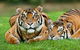 Gold Coast Attraction Pass Including Currumbin Wildlife Sanctuary And Paradise Jetboating - thumb 9