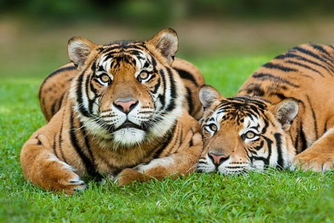 Gold Coast Attraction Pass Including Currumbin Wildlife Sanctuary And Paradise Jetboating - Northern Rivers Accommodation 9