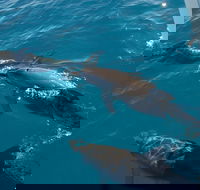 Fraser Island  Dolphin Sailing Adventure - Northern Rivers Accommodation