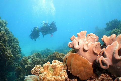 Ocean Spirit Michaelmas Cay Dive And Snorkel Cruise From Palm Cove - Northern Rivers Accommodation 9