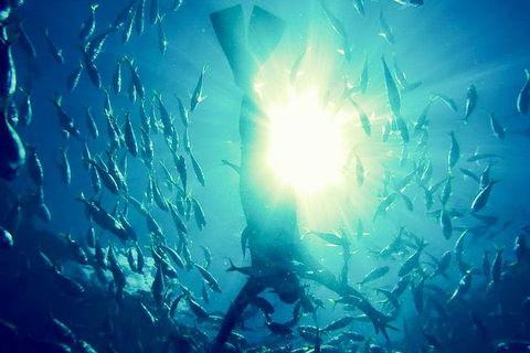 2-Day Whitsundays Sailing Adventure: SV Whitehaven - Northern Rivers Accommodation 9