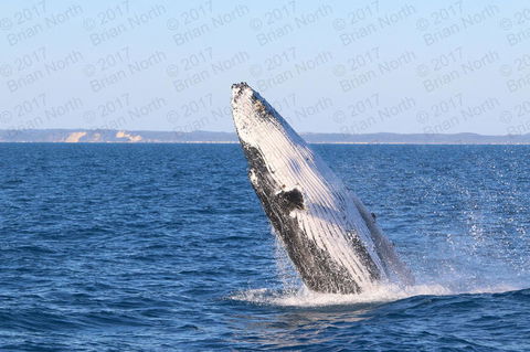 Hervey Bay Whale Watching Cruise - Northern Rivers Accommodation 2