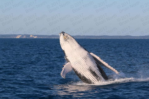Hervey Bay Whale Watching Cruise - Northern Rivers Accommodation 3