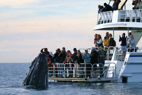 Hervey Bay Whale Watching Cruise - Northern Rivers Accommodation 0