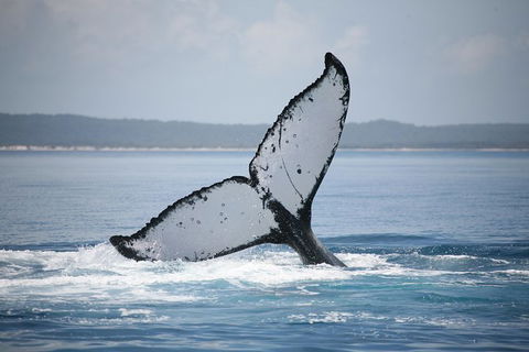 Hervey Bay Whale Watching Cruise - Northern Rivers Accommodation 1