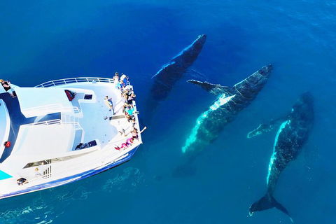 Hervey Bay Whale Watching Cruise - Northern Rivers Accommodation 9