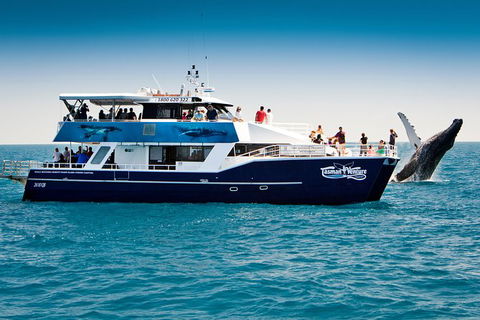 Hervey Bay Whale Watching Cruise - Northern Rivers Accommodation 7