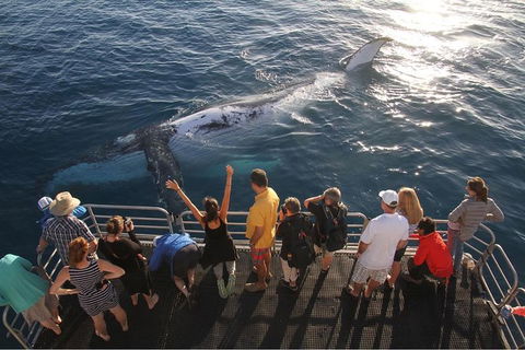 Hervey Bay Whale Watching Cruise - Northern Rivers Accommodation 6
