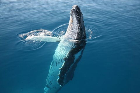 Hervey Bay Whale Watching Cruise - Northern Rivers Accommodation 8