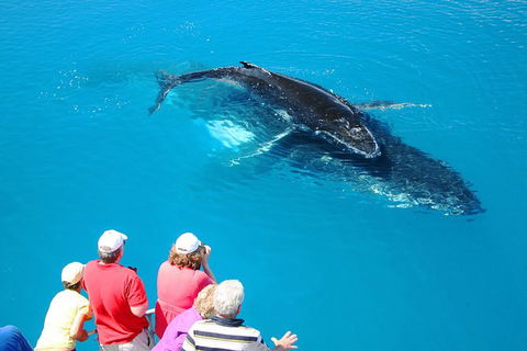 Hervey Bay Whale Watching Cruise - Northern Rivers Accommodation 5