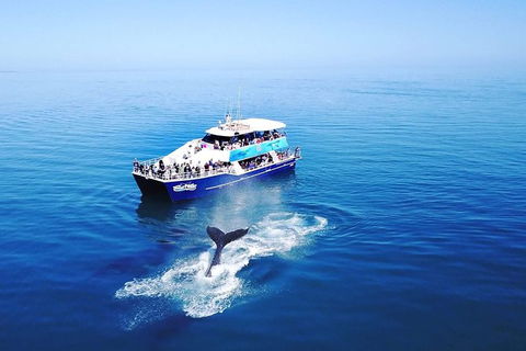 Hervey Bay Whale Watching Cruise - Northern Rivers Accommodation 10