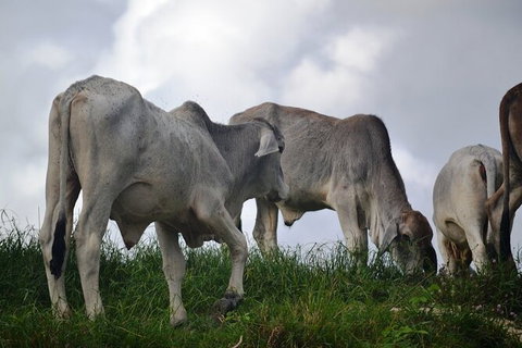 Daintree River Cruise - Northern Rivers Accommodation 6