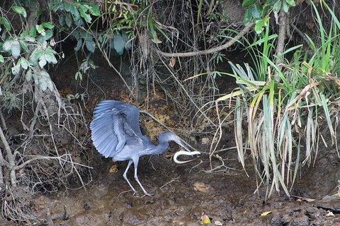 Daintree River Cruise - Northern Rivers Accommodation 4