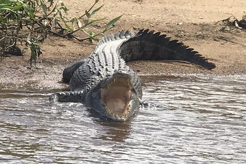 Daintree River Cruise - Northern Rivers Accommodation 5
