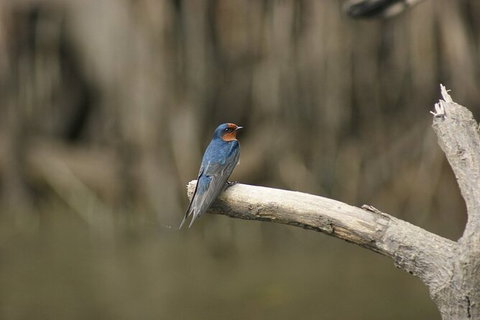 Daintree River Cruise - Northern Rivers Accommodation 8