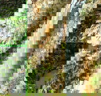 Rainforest  Waterfalls Extravaganza - Northern Rivers Accommodation