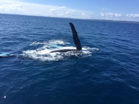 Three-Quarter Day Hervey Bay Premium Whale Watching Cruise - Northern Rivers Accommodation 7