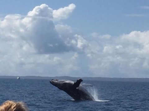 Three-Quarter Day Hervey Bay Premium Whale Watching Cruise - Northern Rivers Accommodation 4
