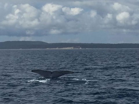 Three-Quarter Day Hervey Bay Premium Whale Watching Cruise - Northern Rivers Accommodation 5