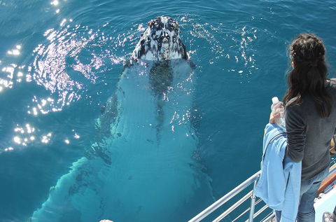 Three-Quarter Day Hervey Bay Premium Whale Watching Cruise - Northern Rivers Accommodation 0
