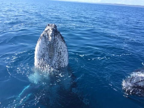 Three-Quarter Day Hervey Bay Premium Whale Watching Cruise - Northern Rivers Accommodation 8
