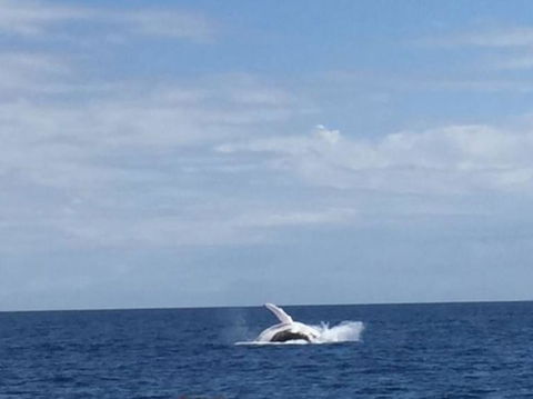 Three-Quarter Day Hervey Bay Premium Whale Watching Cruise - Northern Rivers Accommodation 2