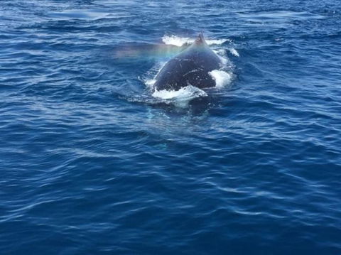 Three-Quarter Day Hervey Bay Premium Whale Watching Cruise - Northern Rivers Accommodation 6