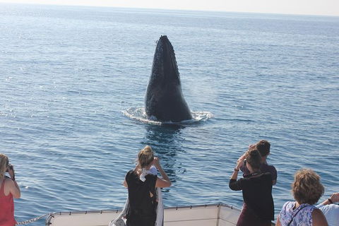 Three-Quarter Day Hervey Bay Premium Whale Watching Cruise - Northern Rivers Accommodation 1