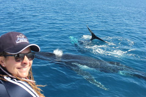 Three-Quarter Day Hervey Bay Premium Whale Watching Cruise - Northern Rivers Accommodation 13