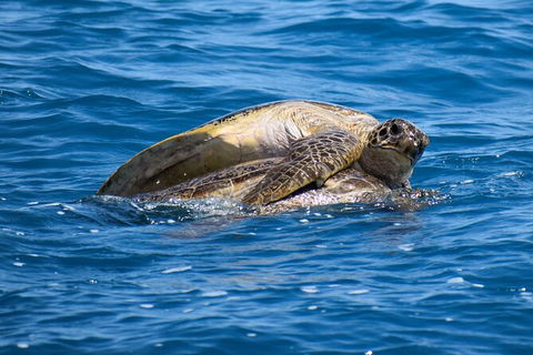 Three-Quarter Day Hervey Bay Premium Whale Watching Cruise - Northern Rivers Accommodation 19