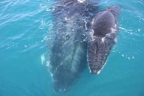 Three-Quarter Day Hervey Bay Premium Whale Watching Cruise - Northern Rivers Accommodation 15