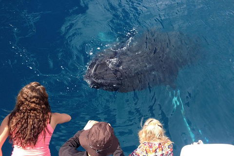 Three-Quarter Day Hervey Bay Premium Whale Watching Cruise - Northern Rivers Accommodation 18