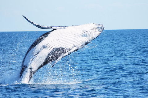 Three-Quarter Day Hervey Bay Premium Whale Watching Cruise - Northern Rivers Accommodation 12