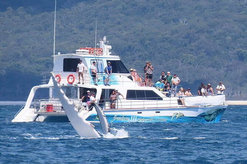 Three-Quarter Day Hervey Bay Premium Whale Watching Cruise - Northern Rivers Accommodation 16
