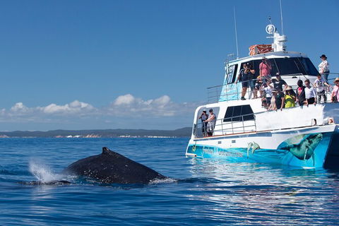 Three-Quarter Day Hervey Bay Premium Whale Watching Cruise - Northern Rivers Accommodation 9