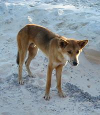 2-Day Fraser Island 4WD Tour From Brisbane Or The Gold Coast - Northern Rivers Accommodation 1
