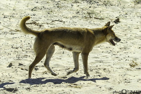 2-Day Fraser Island 4WD Tour From Brisbane Or The Gold Coast - Northern Rivers Accommodation 2