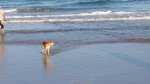 2-Day Fraser Island 4WD Tour From Brisbane Or The Gold Coast - Northern Rivers Accommodation 10