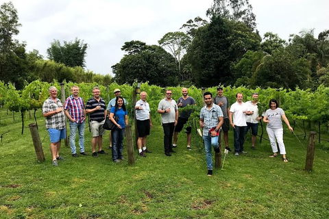 Full Day Mount Tamborine Winery Tour From Brisbane - Northern Rivers Accommodation 2