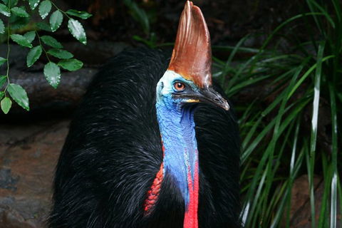 Wildlife Habitat Port Douglas - Northern Rivers Accommodation 0