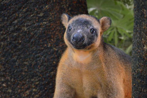 Wildlife Habitat Port Douglas - Northern Rivers Accommodation 1