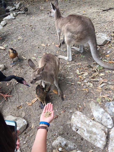 Wildlife Habitat Port Douglas - Northern Rivers Accommodation 5