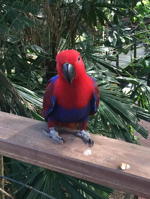 Wildlife Habitat Port Douglas - Northern Rivers Accommodation 4