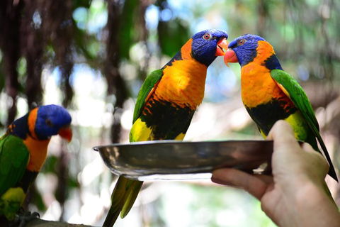 Wildlife Habitat Port Douglas - Northern Rivers Accommodation 15