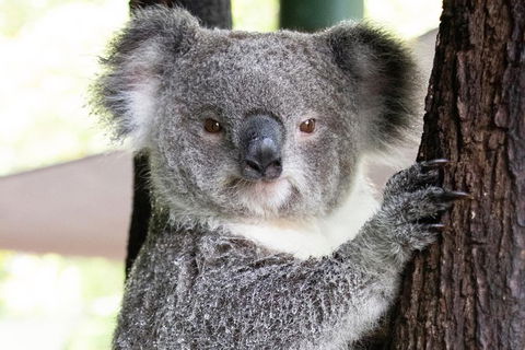 Wildlife Habitat Port Douglas - Northern Rivers Accommodation 13