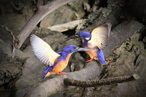 Daintree River Sunset Cruise - Northern Rivers Accommodation 3