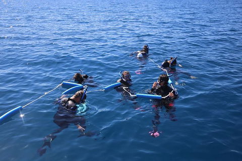 Hervey Bay Whale Swim And Watch - Northern Rivers Accommodation 1